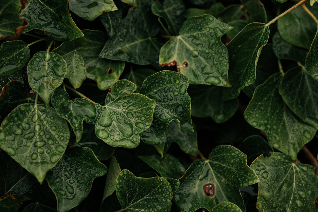 Rooted Rhythms: How to Build a Wellness Practice That Lasts