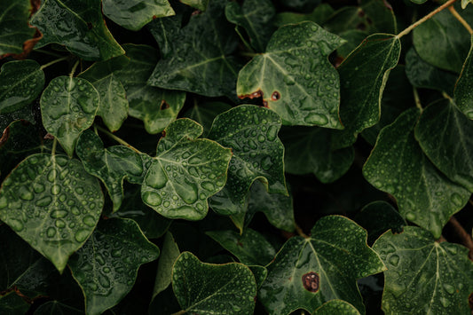 Rooted Rhythms: How to Build a Wellness Practice That Lasts